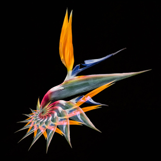 Emergence Color Awards Winners and Nominees