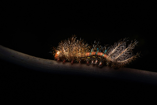 Spiny Moth Caterpillar Color Awards Winners and Nominees