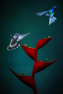 White Necked Jacobin Hummingbird Color Awards Winners and Nominees