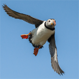 Puffin in Flight Color Awards Winners and Nominees