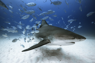 Bull Shark at Playa Color Awards Winners and Nominees
