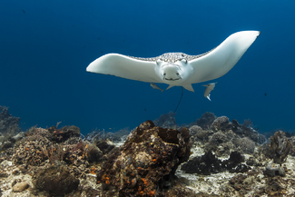 Spotted Eagle Ray at Cozumel Color Awards Winners and Nominees