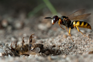 Beewolf - The Bee Killer Wasp Color Awards Winners and Nominees
