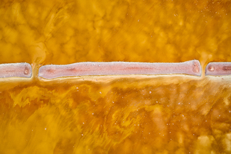 Hutt Lagoon 111 Color Awards Winners and Nominees