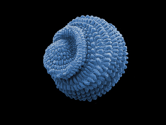 Seed Color Awards Winners and Nominees
