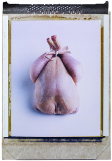 chicken Color Awards Winners and Nominees