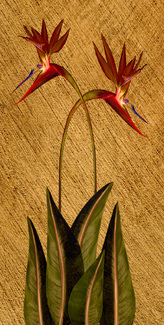 Daspit-K-Love Birds Color Awards Winners and Nominees