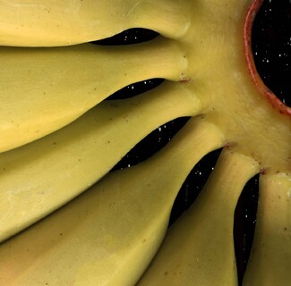 Starry Baby Banana Nights Color Awards Winners and Nominees