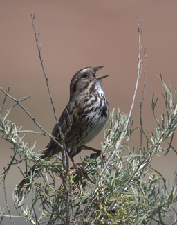 Song Sparrow Color Awards Winners and Nominees