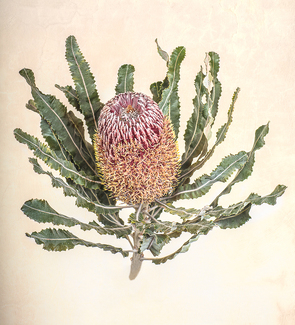 Botanical Banksia Color Awards Winners and Nominees