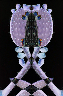 Prickly Abstract Color Awards Winners and Nominees