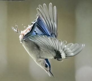 In Flight Color Awards Winners and Nominees