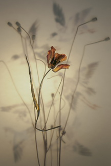 Flower and Herons Color Awards Winners and Nominees