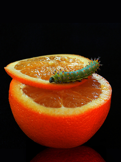 Spiked Orange Color Awards Winners and Nominees