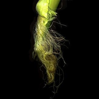 Corn Color Awards Winners and Nominees