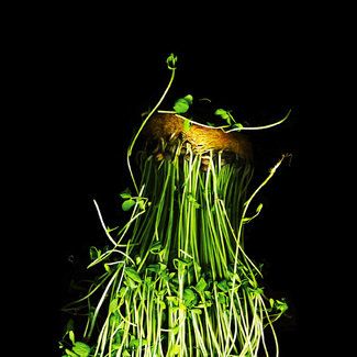 Pea Tendril Roots Color Awards Winners and Nominees