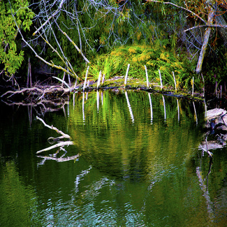 Trees-Sticks Color Awards Winners and Nominees