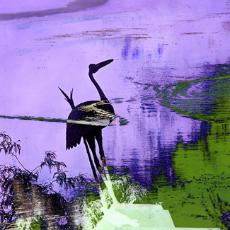 Crane in Purple Mist Color Awards Winners and Nominees