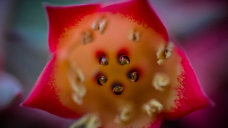 MORNING DEW Color Awards Winners and Nominees