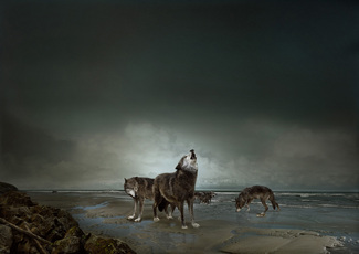 Wolfpak Color Awards Winners and Nominees