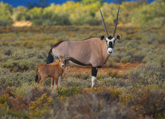 Springboks Gazing Color Awards Winners and Nominees