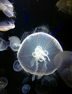 Electric Jellyfish Color Awards Winners and Nominees