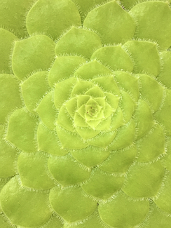 Succulent Color Awards Winners and Nominees