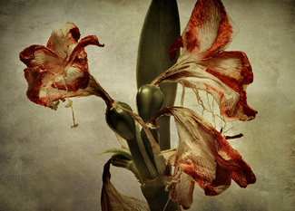 Amaryllis Color Awards Winners and Nominees