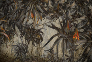 Aloe Vera Garden Color Awards Winners and Nominees