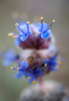 Desert Sage Color Awards Winners and Nominees