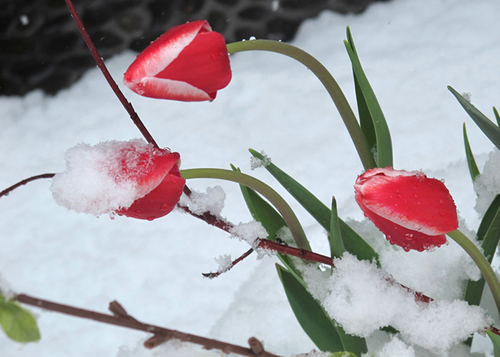 Tulips on Ice Tulips on Ice