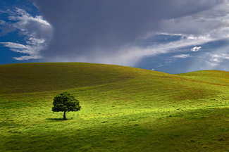 Lone Tree Color Awards Winners and Nominees
