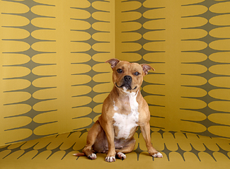 Staffordshire 11 Color Awards Winners and Nominees