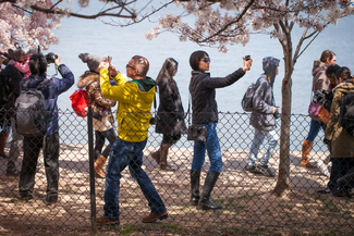 Photographers at the Cherry Blossom Festival Color Awards Winners and Nominees