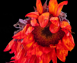 Wilt Color Awards Winners and Nominees