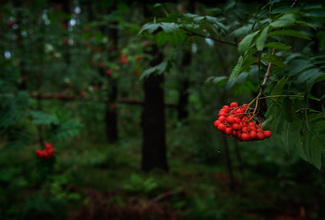 Down By The Rowan Trees Color Awards Winners and Nominees