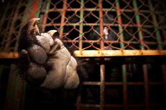 Illegally Kept Moon Bear for Bile Milking Color Awards Winners and Nominees