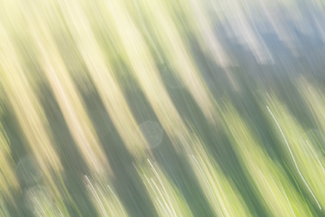 Study in Greens Color Awards Winners and Nominees