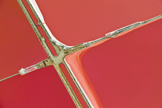 Red Salt Color Awards Winners and Nominees