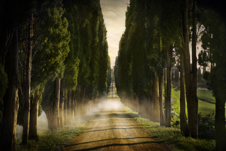 Cypress Lined Road II, Siena, Italy Color Awards Winners and Nominees