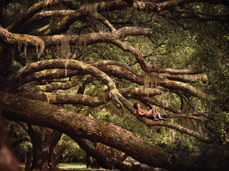 Boy in Tree Color Awards Winners and Nominees