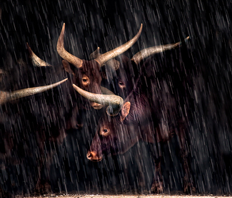 A Refuge in the Hail Color Awards Winners and Nominees