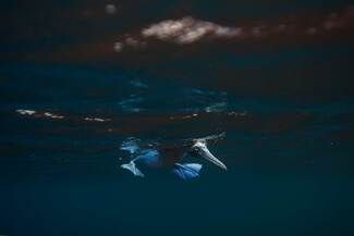 Hunting Blue Footed Booby Color Awards Winners and Nominees