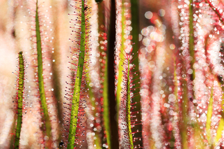 Sweet Oblivian Color Awards Winners and Nominees