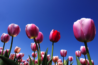 Mutant in a tulip field Color Awards Winners and Nominees