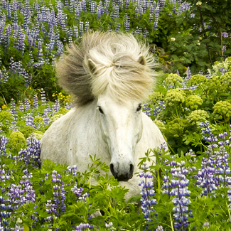 In The Lupine Color Awards Winners and Nominees