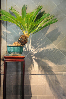 One Palm Leaning Color Awards Winners and Nominees