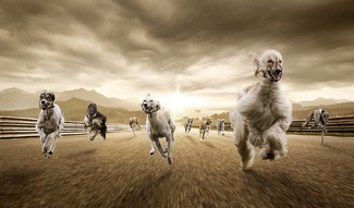 Greyhounds Color Awards Winners and Nominees