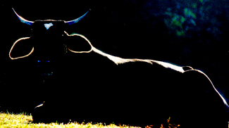 A Bullish Morning Color Awards Winners and Nominees