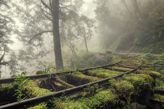 The magical tracks of the misty forest Color Awards Winners and Nominees
